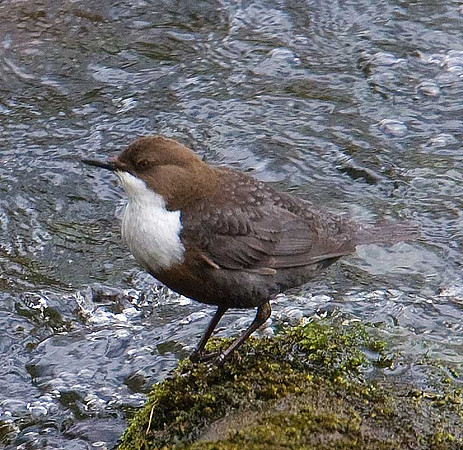 Dipper