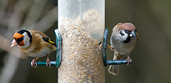 Tree Sparrow & Goldfinch