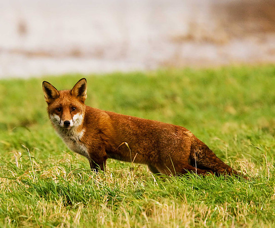 Fox