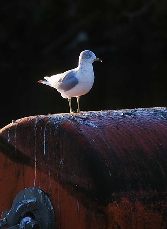 Ring-billed Gull