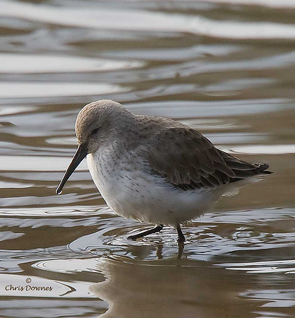Dunlin