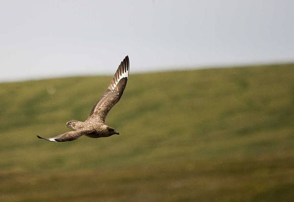 Great Skua