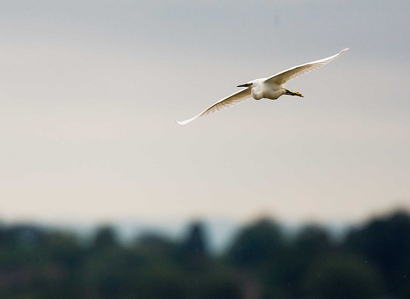 Little Egret