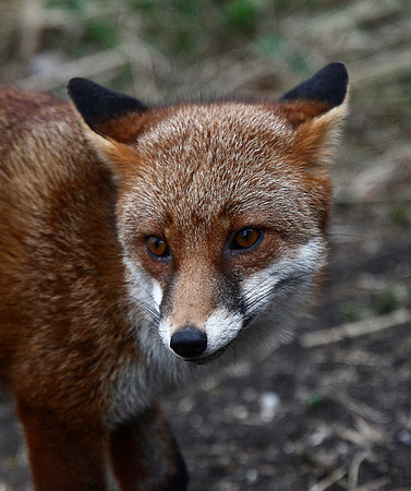Fox