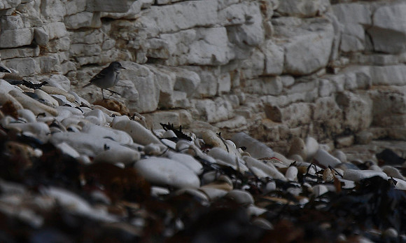Citrine Wagtail