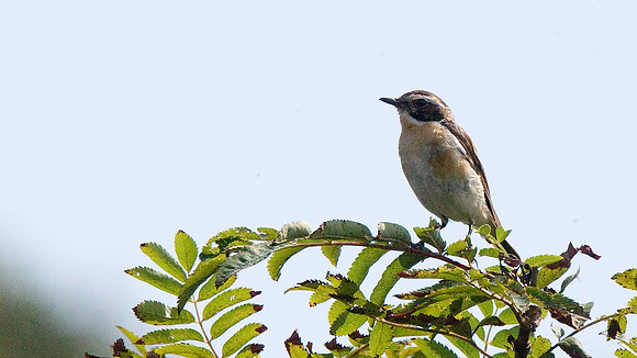 Whinchat