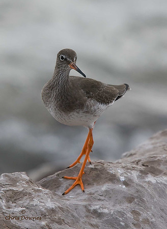 Redshanks