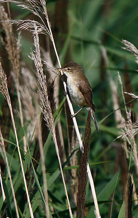 Reed Warbler