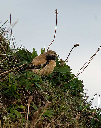 Desert Wheatear