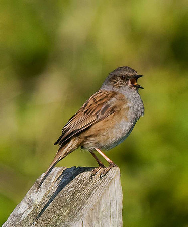 Dunnock