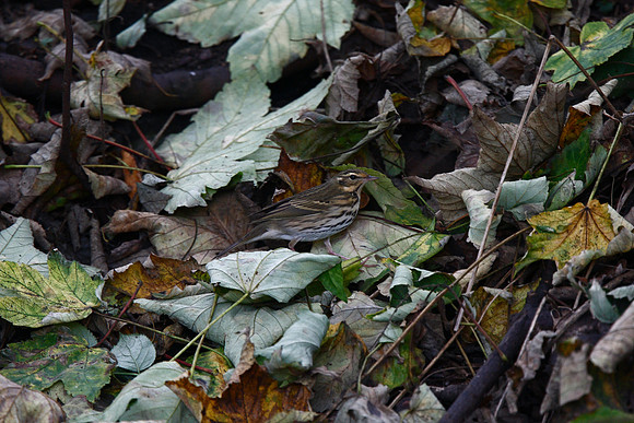 Olive-backed Pipit