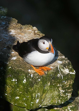 Puffin