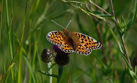 Dark Green Fritillary
