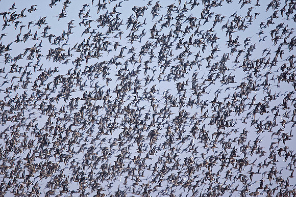 Mainly Black-tailed Godwit