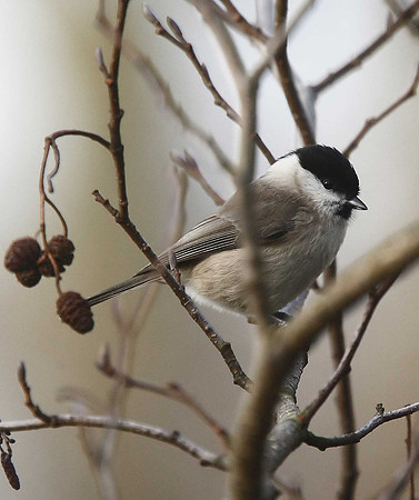 Marsh Tit