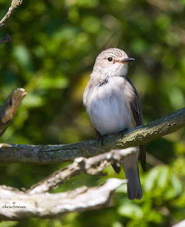 Spotted Flycatcher