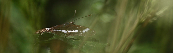 White Admiral