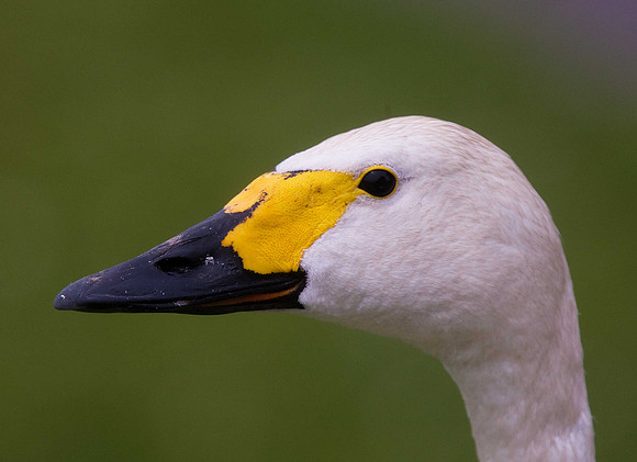 Bewick's Swan