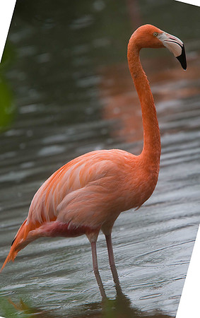 Caribbean Flamingo