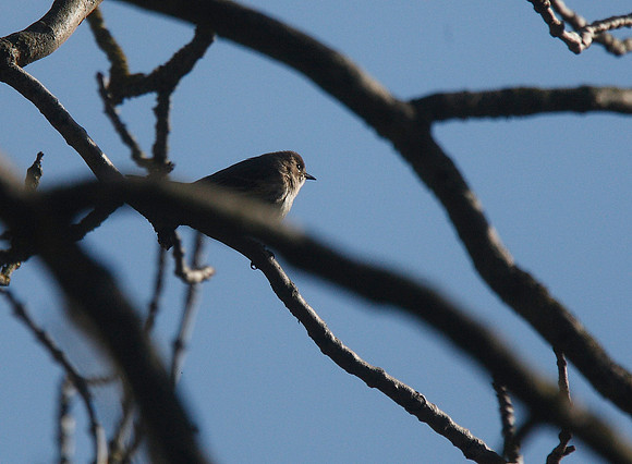 Yellow-rumped or myrtle warbler