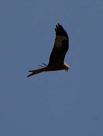 Red Kite