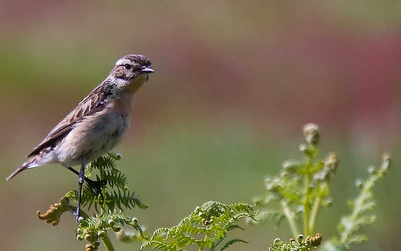 Whinchat