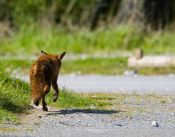 Fox