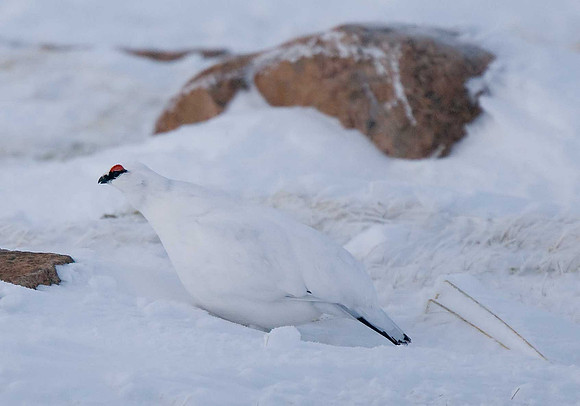 Ptarmigan