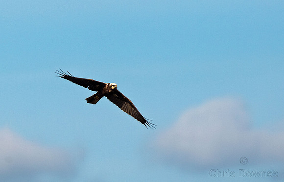 Marsh Harrier
