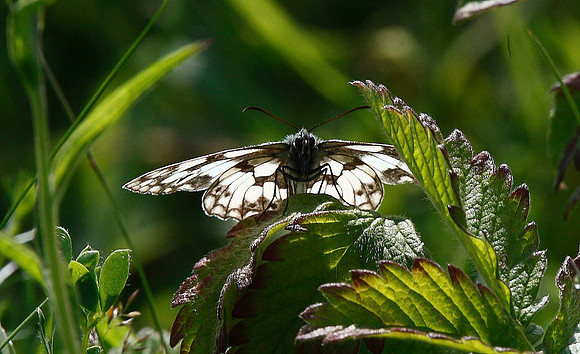 Marbled White