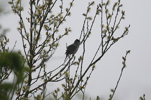 Blackcap