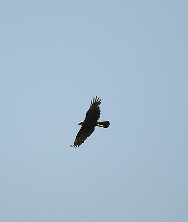Marsh Harrier