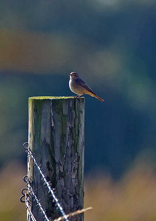 Redstart