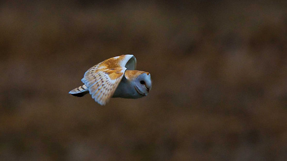 Barn Owl