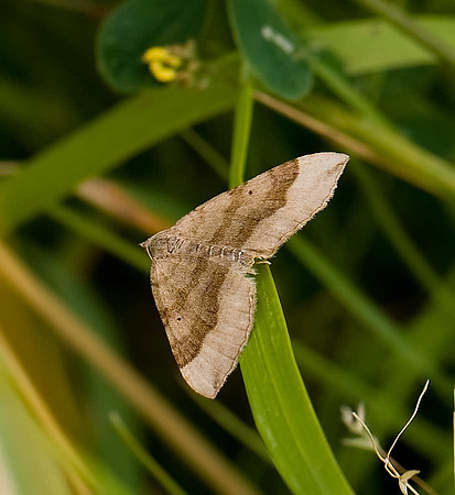 Scalloped oak moth