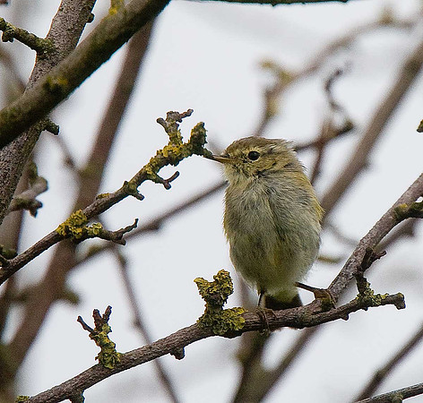 Willow Warblers