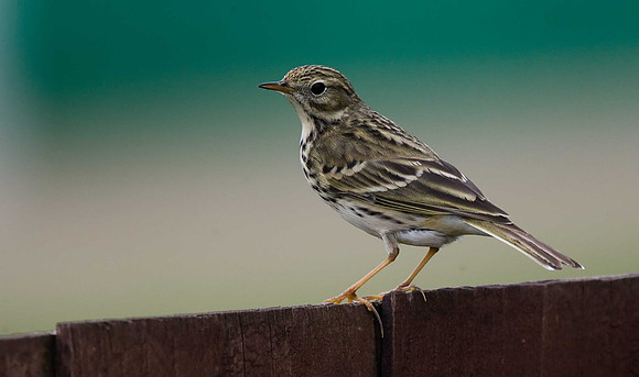 Meadow Pipit