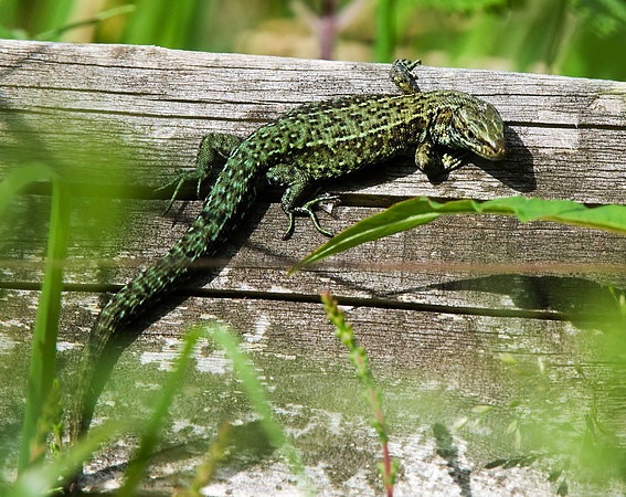 Common Lizard