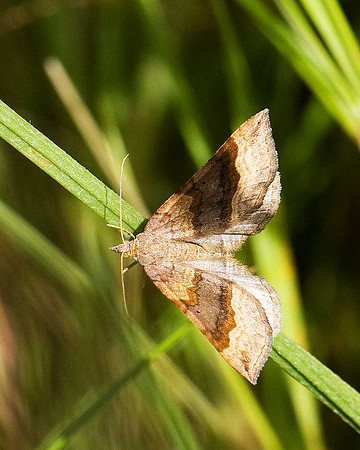Scalloped Oak