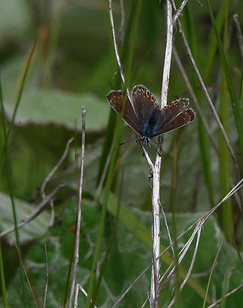 Common Blue