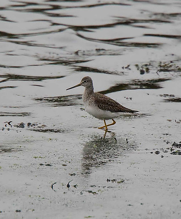Greater Yellowlegs