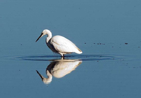 Little Egret