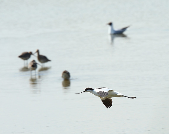 Avocet