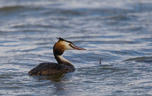 Great-crested Grebe