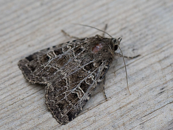 Gothic (Naenia typica)