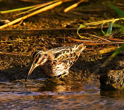Jack Snipe