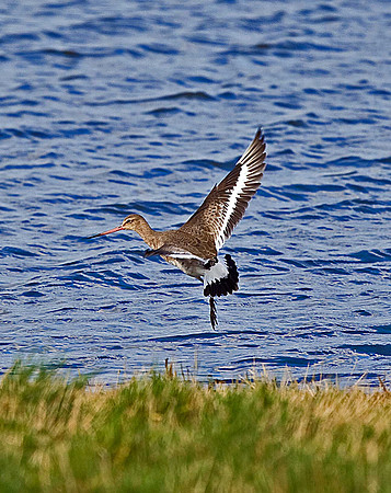 Black-tailed Godwit