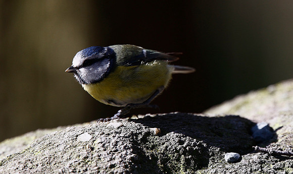 Blue Tit