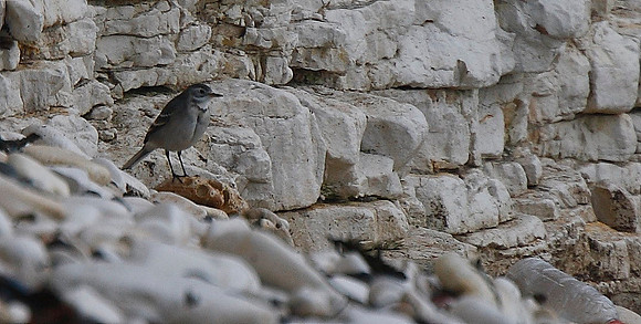 Citrine Wagtail
