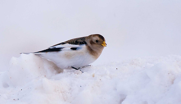 Snow Bunting